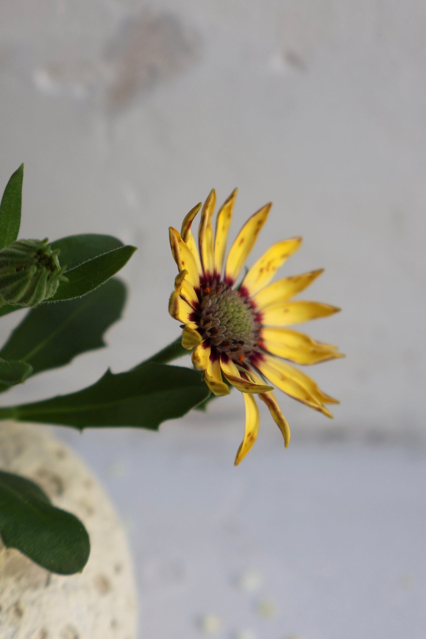 Bud Vase in White Lava