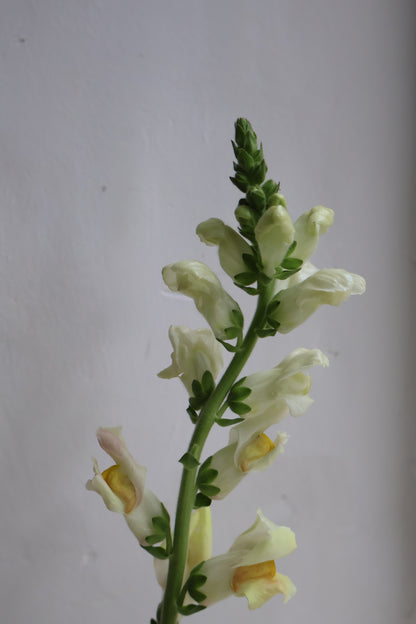 Ikebana Vase 21Ø